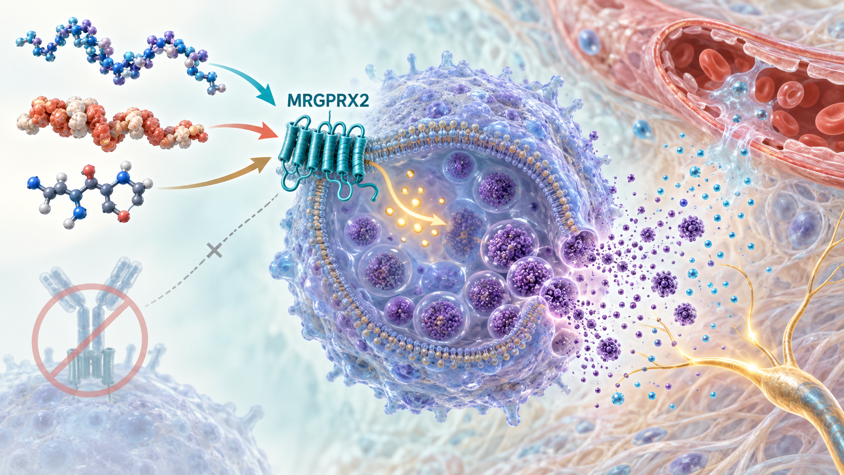 Scientific illustration of MRGPRX2-mediated IgE-independent mast cell activation and degranulation